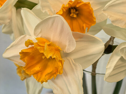 Close Up of White and Yellow Narcissus Soestdijk Daffodil Flowers Blooming