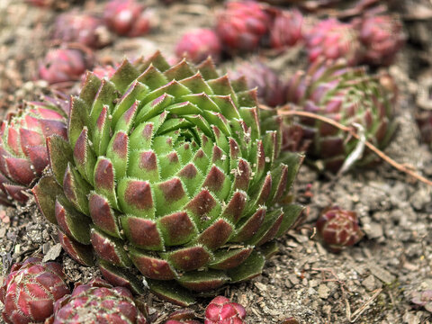 Green Sempervivum Succulent Rosette with Red Tips and Small Offsets