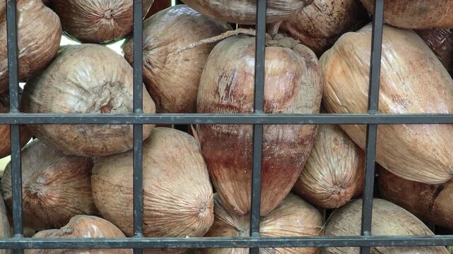 Dried coconut, dried coconut for garden decoration