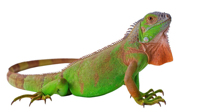 Green iguana reptile with orange dewlap and spiny crest