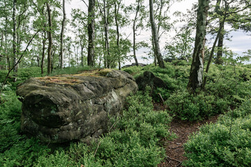 Atmospheric sandstone boulder in forest at Grosser Zschirnstein, Saxon Switzerland, Germany. © Sergey Kohl
