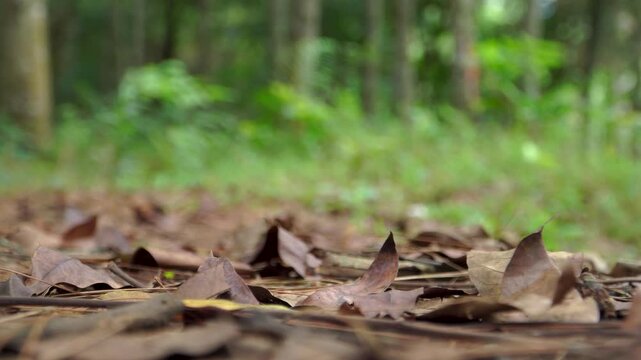 Scattered dry brown leaves on the forest floor with a blurred green pine forest background during daytime.