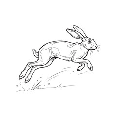 Fototapeta premium Black and white line of a running hare in motion rabbit jumping de