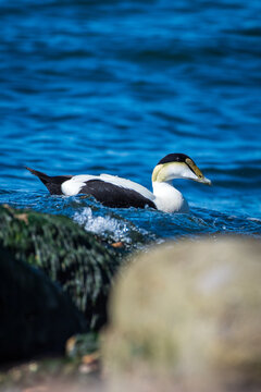 Eider duck along coastal zone in Eastern Canada.