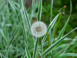 dandelion in the grass © Luka_S