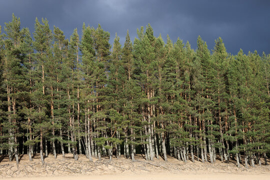 Row of Caledonian Scots pine trees lit by sun in Loch Morlich, Scotland
