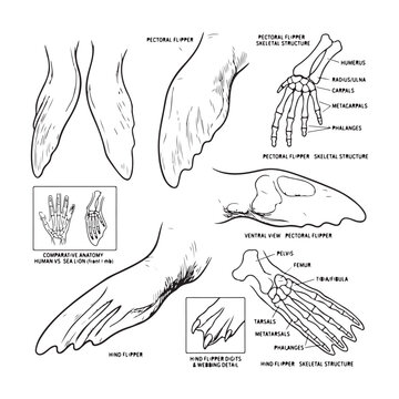 Sea lion flipper anatomy diagram with human hand comparison sea lion anatomy hind flipper des