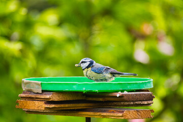 a titmouse on a bird feeder in the garden, illuminated by the May sun © ogikk