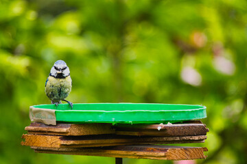 a titmouse on a bird feeder in the garden, illuminated by the May sun © ogikk