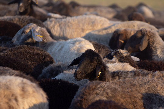 Herd of Astrakhan sheep on a pasture in the steppe of Ukraine. Breeding sheep for wool and karakul.