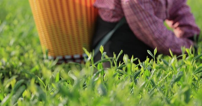 Asian woman picking green tea shoots  in spring tea farm