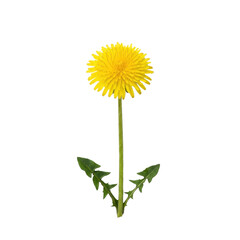Fototapeta premium Single bright yellow dandelion flower with green leaves