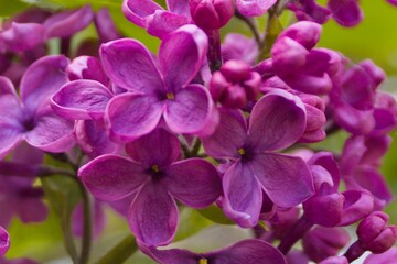 Obraz premium Purple tree blossom