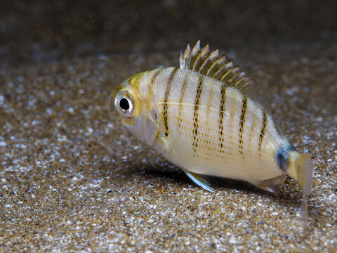 Juvenile Diplodus sargus