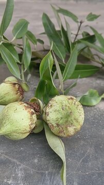 Video of Mesua ferrea tree & fruits from India.