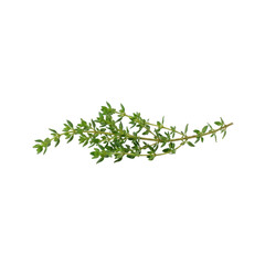 Obraz premium Fresh thyme sprigs