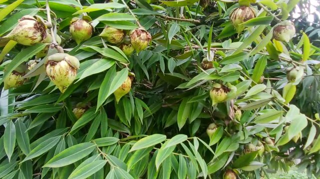 Video of Mesua ferrea tree & fruits from India.