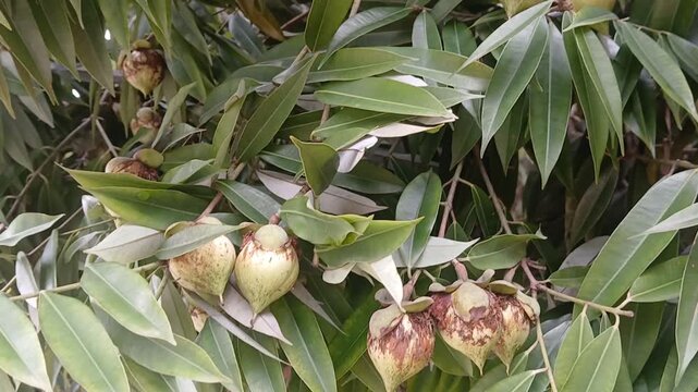 Video of Mesua ferrea tree & fruits from India.