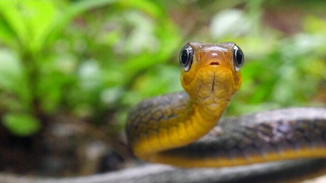 Common Sipo (Chironius exoletus) facing camera and protruding tongue. Yasuni National Park, Orellana province, the Ecuadorian Amazon.