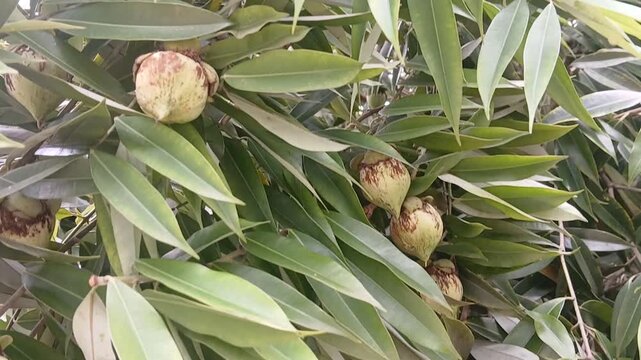 Video of Mesua ferrea tree & fruits from India.