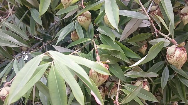 Video of Mesua ferrea tree & fruits from India.