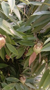 Video of Mesua ferrea tree & fruits from India.