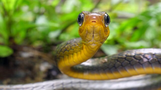 Common Sipo (Chironius exoletus) facing camera and protruding tongue. Yasuni National Park, Orellana province, the Ecuadorian Amazon.
