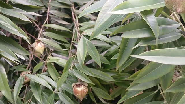 Video of Mesua ferrea tree & fruits from India.