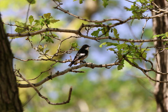 the male pied flycatcher (Ficedula hypoleuca) UK forest in springtime