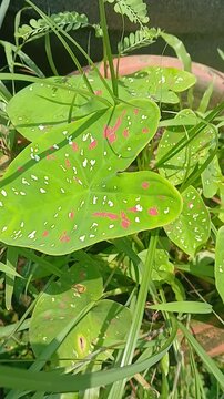 Video of Caladium bicolor plant of India.