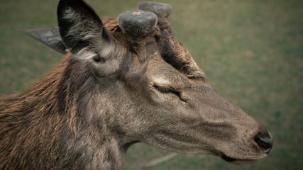 Detailed close-up portrait of a wild deer with soft fur texture and calm expression. Natural wildlife photography with shallow depth of field. © Sleep Of Reason