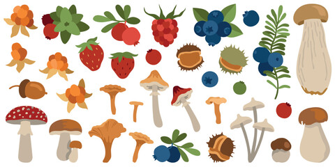 Hand-drawn autumn forest wild berries, mushrooms, chestnut, acorn big collection for fall designs or packaging © Наталья Желяскова