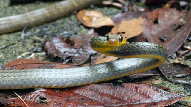 Common Sipo (Chironius exoletus) facing camera and protruding tongue. Yasuni National Park, Orellana province, the Ecuadorian Amazon.