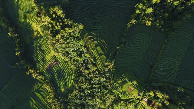 Spectacular drone flyover of sustainable Belimbing rice fields Bali &ndash; Beautiful agricultural landscape in warm morning sun, premium Indonesia travel tourism and green farming advertising