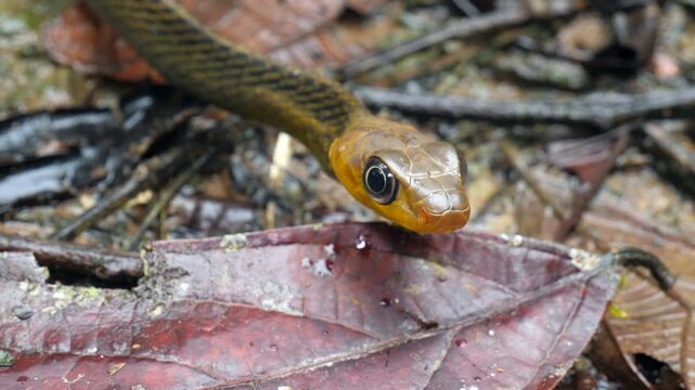 Common Sipo (Chironius exoletus) facing camera and protruding tongue. Yasuni National Park, Orellana province, the Ecuadorian Amazon.