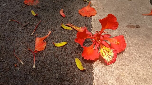 Closeup view of Krishnachura flower or Royal Poinciana.