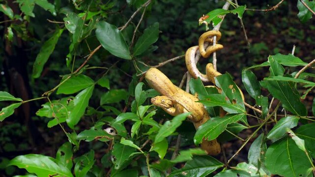Garden Tree Boa (Corallus hortulanus) striking. This arboreal species feeds on birds and bats.  Yasuni National Park, Orellana province, the Ecuadorian Amazon.