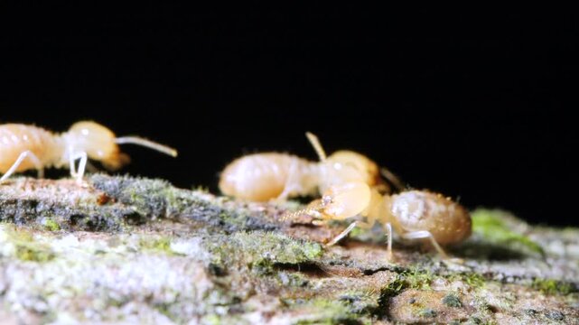 Termites walking along a branch in slow motion. In the Ecuadorian Amazon, Yasuni National Park, Orellana province.