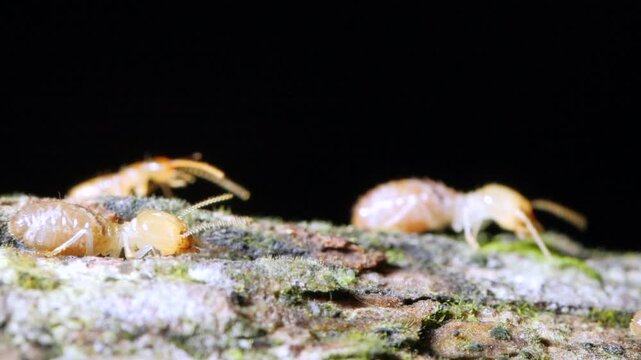 Termites walking along a branch in slow motion. In the Ecuadorian Amazon, Yasuni National Park, Orellana province.