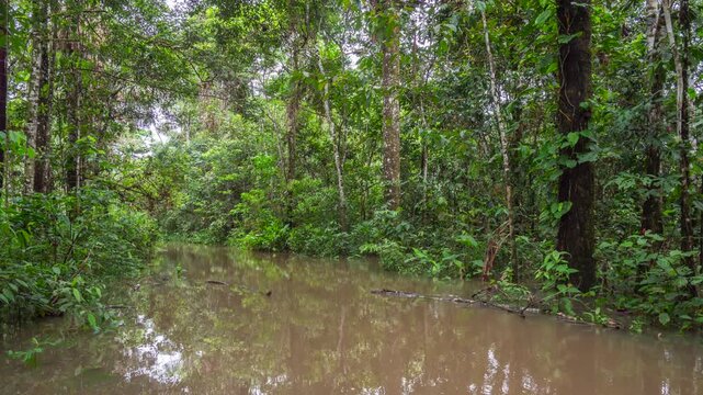Flooded forest beside Rio Tiputini, Ecuador, time lapse.Very high river levels in February 2022 flooded the forest bordering Rio Tiputini in Yasuni National Park, Orellana province, the Ecuadorian Ama