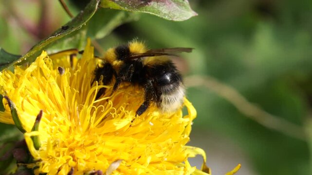 Closeup of garden bumblebee (Bombus hortorum), arrives flying on the flower of  dandelion (Taraxacum officinale) and feeds on nectar, on Slow motion.