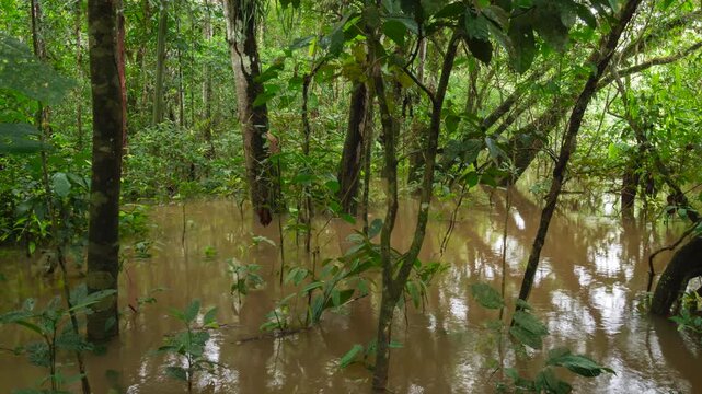Flooded forest beside Rio Tiputini, Ecuador, time lapse.Very high river levels in February 2022 flooded the forest bordering Rio Tiputini in Yasuni National Park, Orellana province, the Ecuadorian Ama