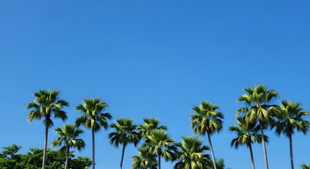 Obraz premium Tropical palm trees under clear blue sky