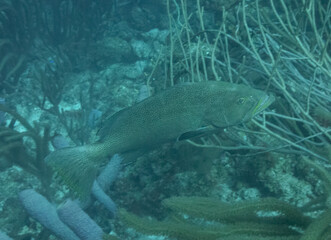 Naklejka premium Yellowmouth Grouper