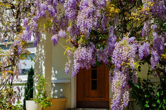 Flowers hang from a vine near a wooden door in bright sunlight during springtime in a residential area