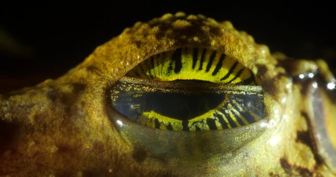 Manaus Slender-legged Treefrog (Osteocephalus taurinus) blinking, Yasuni National Park, Orellana province, the...