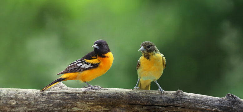 couple of oriole de baltimore in nature