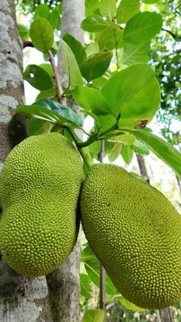 Close-up cinematic footage of fresh raw jackfruit hanging on a tropical tree in natural daylight. Organic agriculture concept, exotic Asian fruit texture, healthy vegan food ingredient from Sri Lanka.