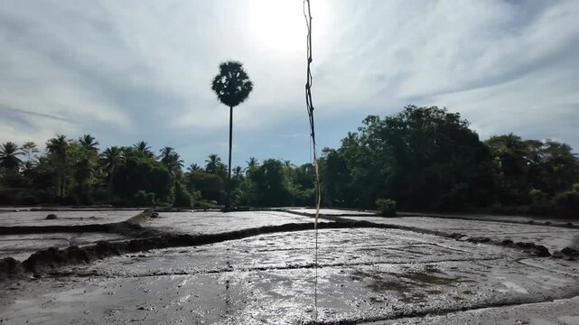 Wide cinematic shot of a muddy paddy field prepared for rice cultivation before planting season. Traditional farming landscape in tropical countryside with authentic agricultural scenery.