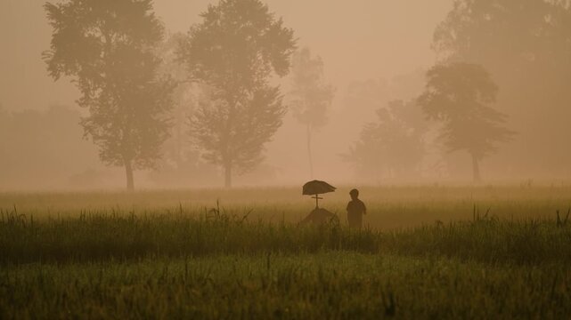 Bogura, Bangladesh - 17 May 2026: View of a silhouette of a person standing in a lush green field surrounded by dense morning mist and trees at dawn.